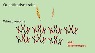 Quantitative genetics 1  Quantitative traits [upl. by Rhoades]