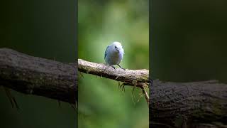 Stunning powder bluegray tanager bird shortsvideo nature [upl. by Luane]