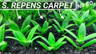 Aquarium Carpet Plants  Staurogyne Repens [upl. by Elaval]