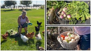 OUR GIVING GARDENFEEDING US amp THE CHICKENS [upl. by Darryn]