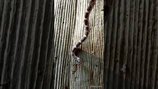 Closeup of fast Rat Snake w long tongue amp round pupils Catch amp Release Harpeth River TN USA 🎶 [upl. by Araik]