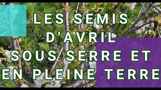 LES SEMIS DAVRIL SOUS SERRE ET EN PLEINE TERRE [upl. by Lehsreh]