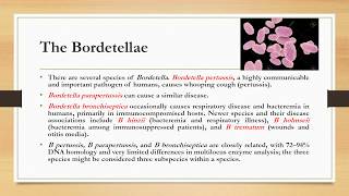 Bordetella  Legionella and Haemophilus  AsstProfDrDalya Basil [upl. by Aremus2]