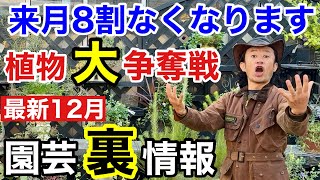 【○旬までに】12月は異常な位変動する月になりそうです 【カーメン君】【園芸】【ガーデニング】【初心者】 [upl. by Herta]