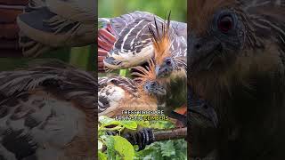 Hoatzin  Amazons Stinkbird [upl. by Katuscha361]