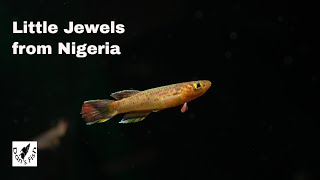 Aphyosemion calliurum  Stunning African Killifish [upl. by Adonis]