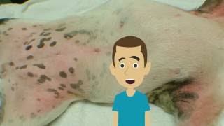 Symptoms of Dog Allergies [upl. by Arihaj893]