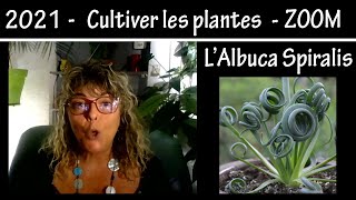 Culture et entretien des plantes  Zoom LAlbuca Spiralis  Tuto 2021 [upl. by Aohsoj]