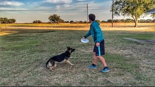 Ultimate Frisbee Dog  Brodie Smith [upl. by Asin]