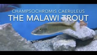 Part 1  Growing Out A Malawi Trout [upl. by Engedi]