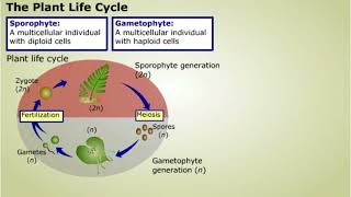 Plant Life Cycle [upl. by Awjan]