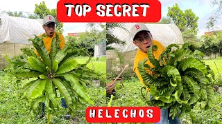 SECRETO Para Tener HELECHOS Hermosos En Maceta  Plantas de Interior [upl. by Rafaelof359]