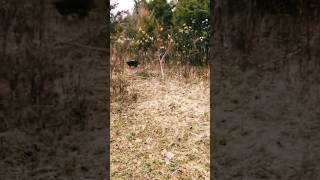 Beagles Running a Rabbit beagles hunt hunting rabbit dogs dogshorts dog beagle rabbithunt [upl. by Gildea]