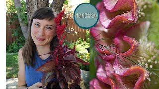 Celosia  how to growtypesfasciationtips and tricksedible ornamental [upl. by Ehcor]