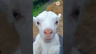 Bakri Ki Awaaz🤣 music [upl. by Mclaurin]