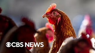 What to know about the human cases of bird flu case detected so far [upl. by Alexandrina]