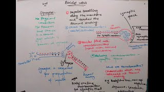 synapse class 12  synapse nervous system  synapse nervous system in hindi [upl. by O'Kelly676]