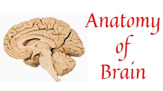 Brain  Anatomy of brain  Parts of brain  Bovine brain  Cerebrum  Cerebellum  Medulla oblongata [upl. by Ellerd748]