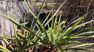 Yucca Plant Profile [upl. by Sparks100]