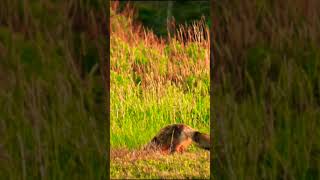 Beautiful Animals Video [upl. by Nitsyrc]