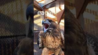 Scariest birds sound youtubeshorts viralvideo [upl. by Winna432]