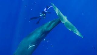 The Best Whale Moments Captured on Film  Top 5  BBC Earth [upl. by Zucker]