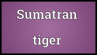 Sumatran tiger Meaning [upl. by Aleta8]