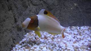 Bicolor Parrotfish [upl. by Laundes681]