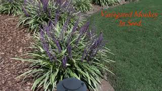 MONKEY GRASS awesome Fall Plant with Purple flowers [upl. by Arundel]