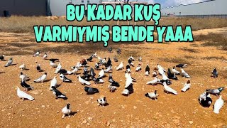 BU KADAR KUŞ VARMIYMIŞ BENDE YAA 😱 [upl. by Oremoh]