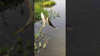 New fishing video shorts fishing carp [upl. by Olrac935]