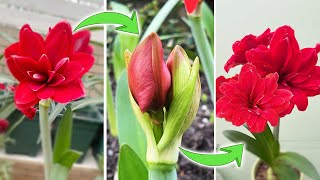 How to Make Amaryllis Rebloom  An Interesting Fact about Amaryllis Flower Bud Turn on CC [upl. by Maddy580]