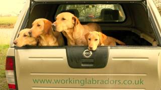 Naughtland Working Labradors [upl. by Rusert916]