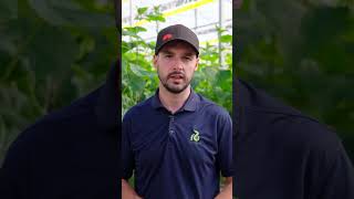 Why This Grower Enjoys Working With Ridder [upl. by Omiseno547]