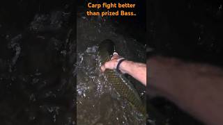 I dont see why carp is not Game fish carp fight better than Bass [upl. by Nare]