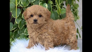 Cavachonpoo Puppies for Sale [upl. by Ilzel513]