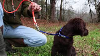 Boykin Spaniel Training 004 Starting Heel Work [upl. by Anovad]