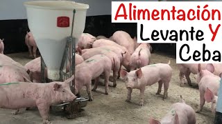 COMO engordar CERDOS🐷 COMIDA levanteceba CAPITULO 95 ALIMENTACIÓN EN CERDOSENGORDE CERDOS [upl. by Groves]