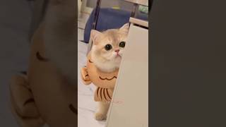 Cat videos meowing ll shorts ytshorts youtubeshorts trending [upl. by Siegfried]