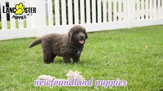 Fluffy Newfoundland Puppies [upl. by Stace]