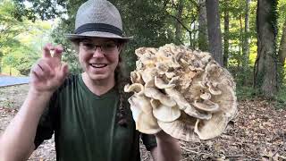 Hen of the woods lookalikes Edible blackstaining polypore amp Berkeley’s polypore [upl. by Elime]