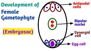 Development of Female gametophyte Embryo Sac  Reproduction in Lower and Higher Plants [upl. by Anec]