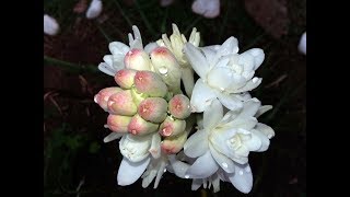 Amazing and Most Beautiful Tuberose Flowers  Polianthes  Rajnigandha Flowers [upl. by Adnawyek]