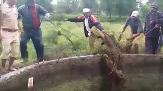 Leopard  rescue operation  Igatpuri  Nashik [upl. by Joellyn]