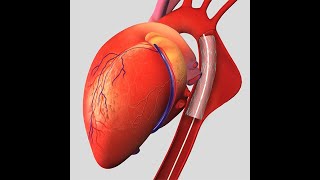 Isolation of Thoracic Aorta in Rats [upl. by Champaigne]