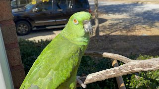 Loro llorando por que no le gustas salir de su casallego un loro a mi jardín birds pets parrots [upl. by Guerin]