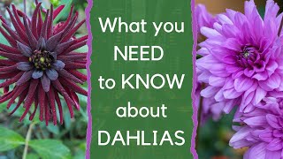 Growing dahlias  everything you need to know about how to choose and grow dahlias [upl. by Pampuch]