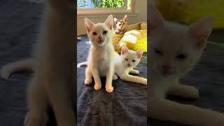 Kittens Manchego amp Burrata  Available for adoption at Priceless Pet Rescue [upl. by Cozmo]