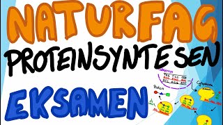 Naturfag muntlig eksamen  Proteinsyntesen [upl. by Etiuqram444]