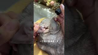 Ear mites definitely cannot heal on their own don’t delay this bottle is enough cute pets tips [upl. by Acinomed]